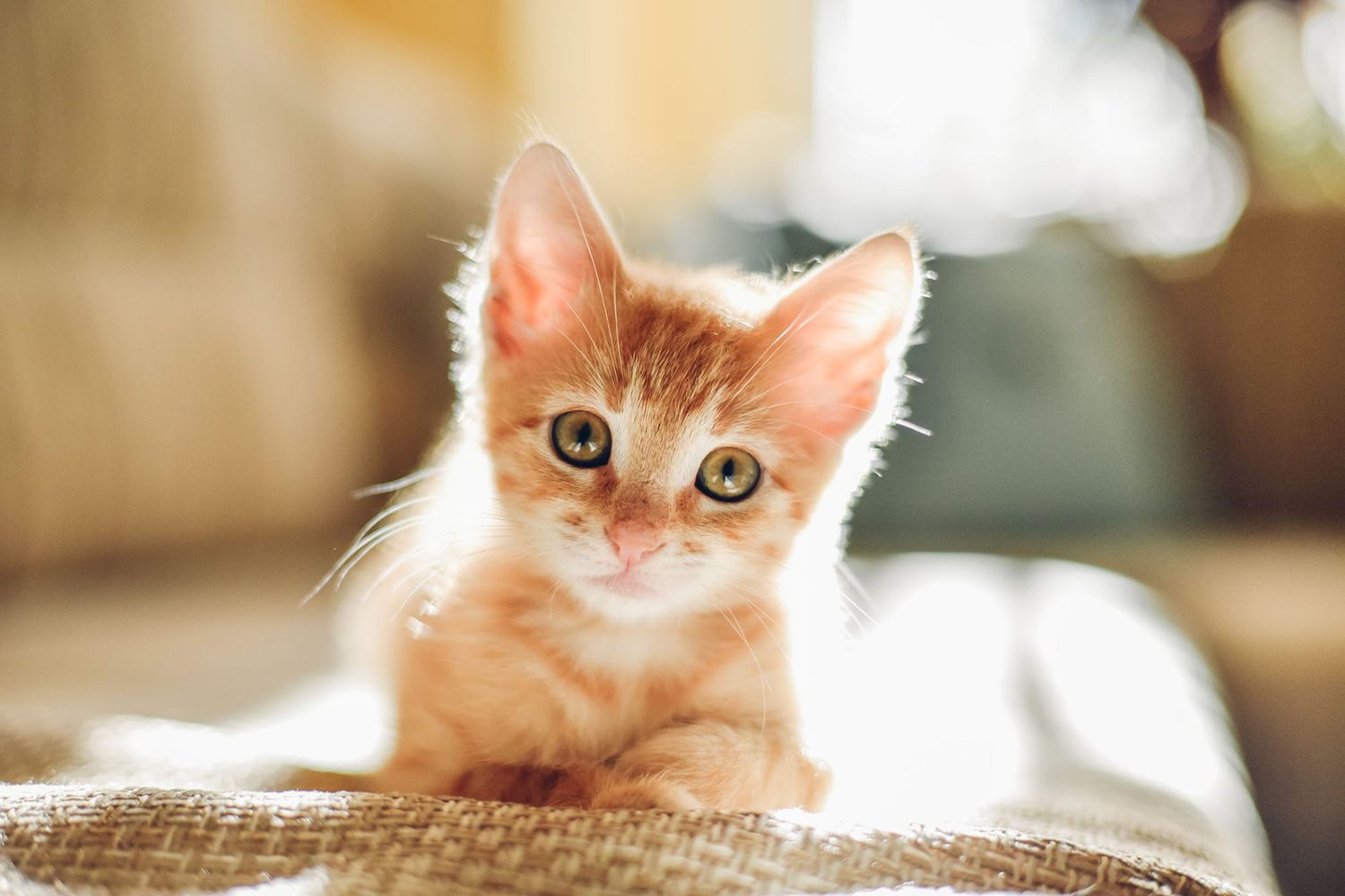 Cat 1