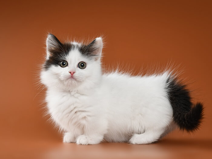 Cat 2